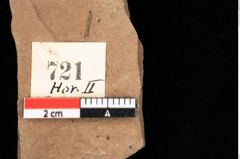 Foto (Detailansicht) von Betula dryadum Brongniart (NHMW-GEO-2024-0188-0721)